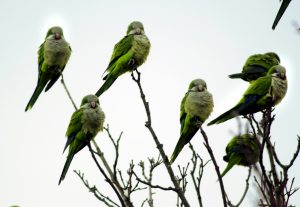 parrots in india